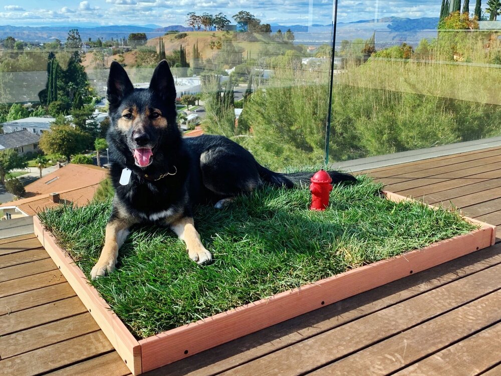 Grass for dogs balcony hotsell